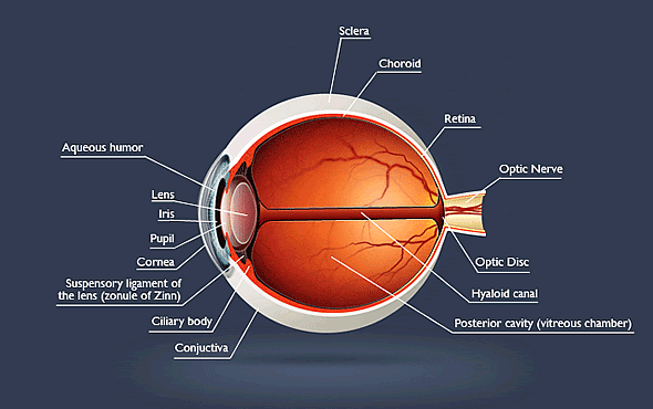 køn højde markør Eye Anatomy | Eye Care | Eye Health | Charlotte Hall MD, Chevy Chase MD,  Richmond VA